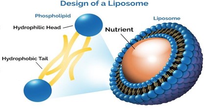 What liposomal technology do