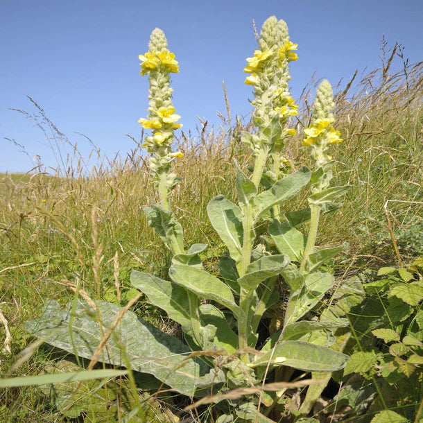 Mullein tincture - 30ml / 50ml