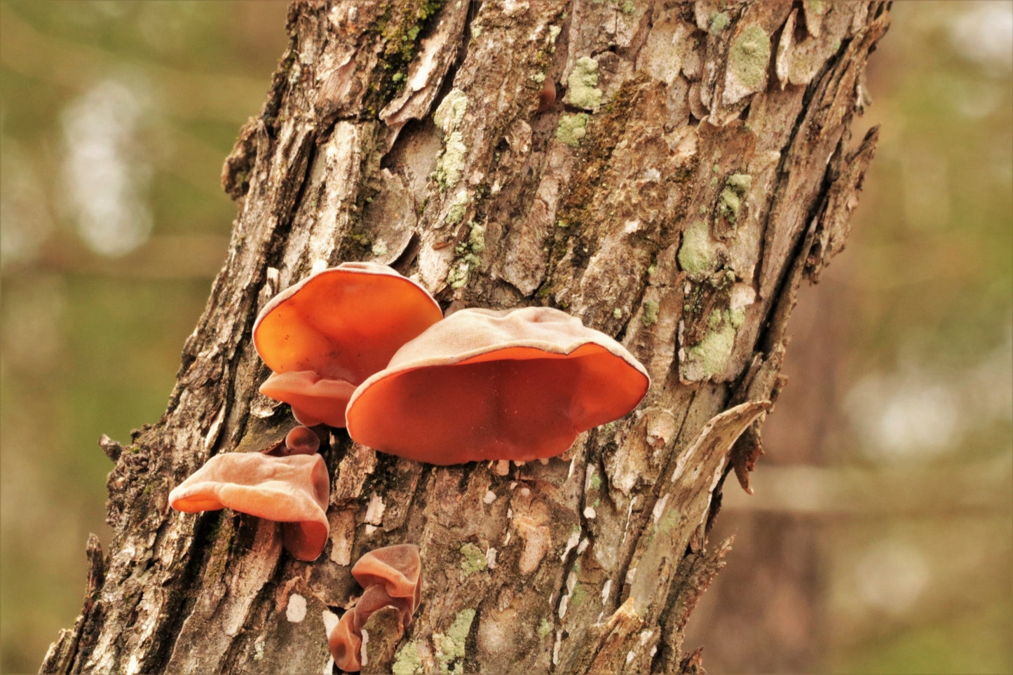 Wood Ears - 30 ml tincture